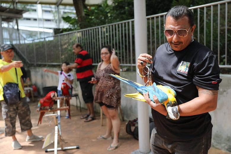 Ms Grace Lee, 31, a pet groomer, takes her amazon parrots to the bird corner in modified backpack carriers designed for small animals such as cats. A perch is adapted into the carrier for the parrots to stand on. Parrot owners gather every Sunday at 