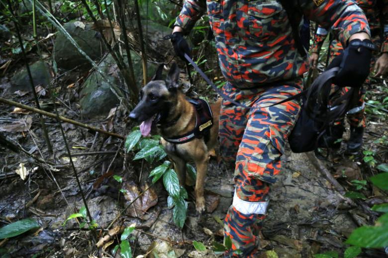 Search for British girl missing in Negeri Sembilan forest narrows to