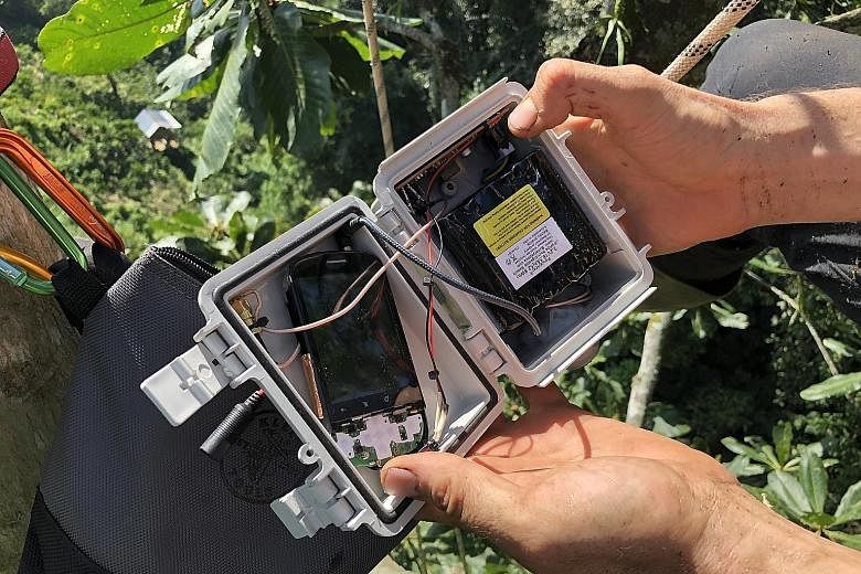 Rainforest Connection CEO Topher White training a villager on how the system works. The San Francisco-based non-profit organisation has been installing repurposed old phones, equipped with solar panels and a powerful microphone, high up in the trees 