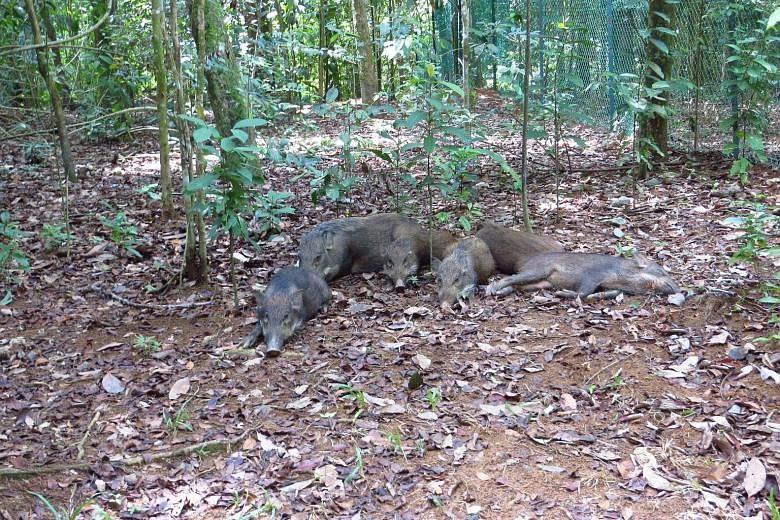 In a 2015 photo of a trip organised by Cicada Tree Eco-Place, a family of wild pigs was spotted taking a mid-day snooze at Chek Jawa, Pulau Ubin.
