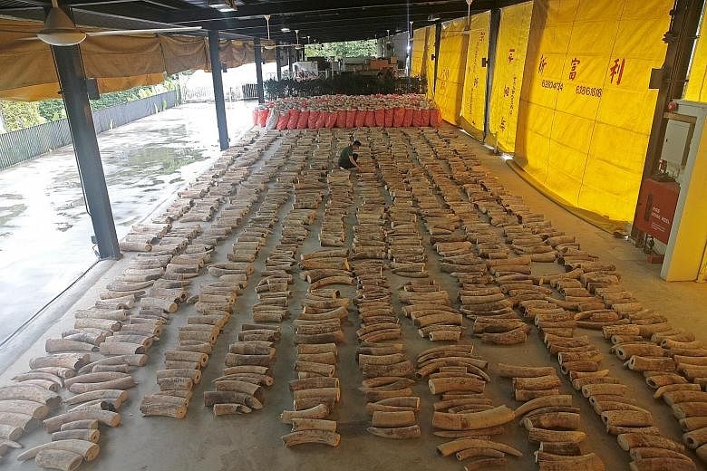 A huge haul of elephant ivory (above) and pangolin scales seized by the Singapore authorities last month. The Republic is a major transit country for the illegal wildlife trade due to its strong global connectivity. ST PHOTO: JASON QUAH