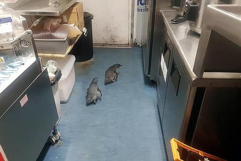 In a photo widely shared on social media, a pair of little blue penguins - the world's smallest of the species - seen waddling inside a sushi bar in Wellington last month. The expanding penguin population in the capital city is good news for conserva