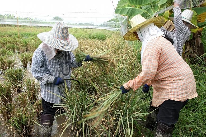 In this file photo taken last year, workers are seen harvesting rice in Thailand. Farmers there are facing a drought considered to be the worst in a decade. ST FILE PHOTO