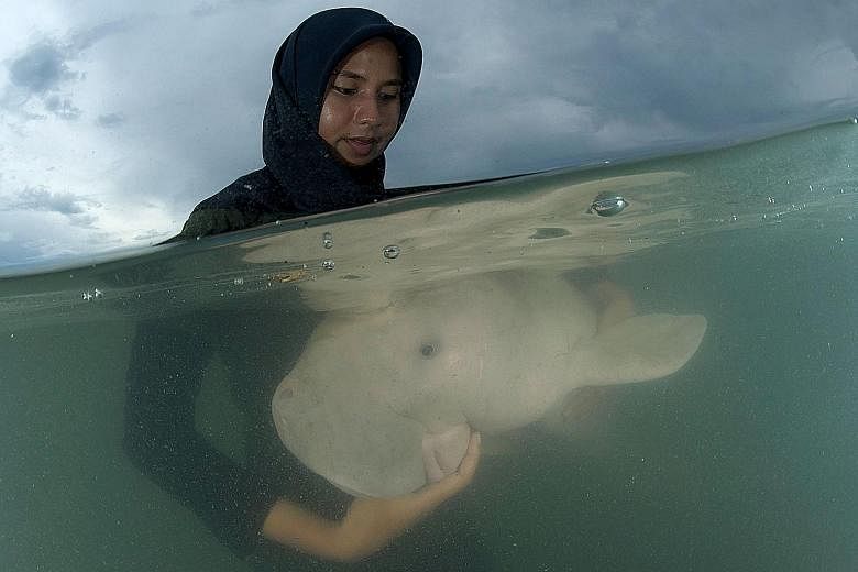 Veterinarians performing an autopsy on Mariam at Trang province marine park. The photo was taken and released yesterday by Thailand's Department of National Parks, Wildlife and Plant Conservation. Mariam the dugong being cared for on May 23 at Phuket