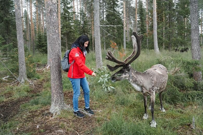 Chat with Santa at Santa Claus village, a theme park with a petting zoo. At the Santa Claus' Reindeer summer camp, about 45 adult males roam freely in a 20ha forest compound and are tame enough to come when called. Ride a husky cart through the fores