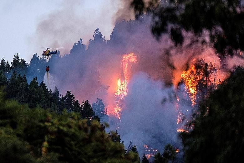A firefighting helicopter dropping water over a forest fire in Valleseco village on the Spanish island of Gran Canaria last Saturday. PHOTO: EPA-EFE