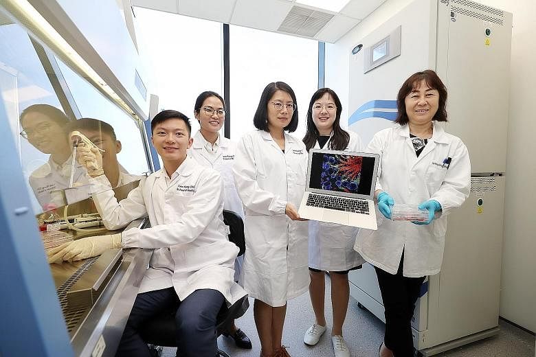 (From left) PhD student Low Jian Hui, Dr Elaine Chew, NTU Assistant Professors Xia Yun and Foo Jia Nee, and stem cell facility manager Li Pin with a picture of the "mini kidneys", known as kidney organoids, photographed through a microscope at the NT
