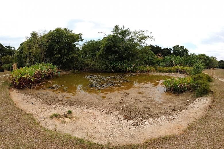 A dried-up lily pond at Pasir Ris Park yesterday. Last month was Singapore's second warmest July on record, with an average temperature of 29 deg C.