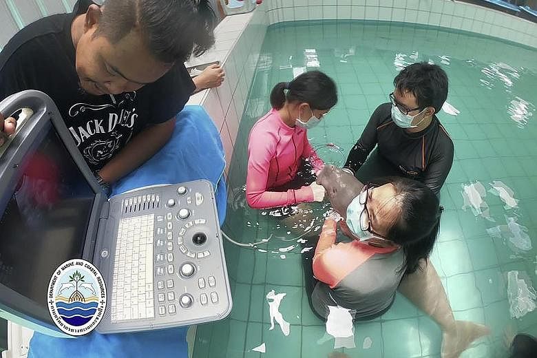 Staff of Thailand's Department of Marine and Coastal Resources feeding medicine to Jamil, a young dugong, at the Phuket Marine Biological Centre on Thursday. PHOTO: ASSOCIATED PRESS