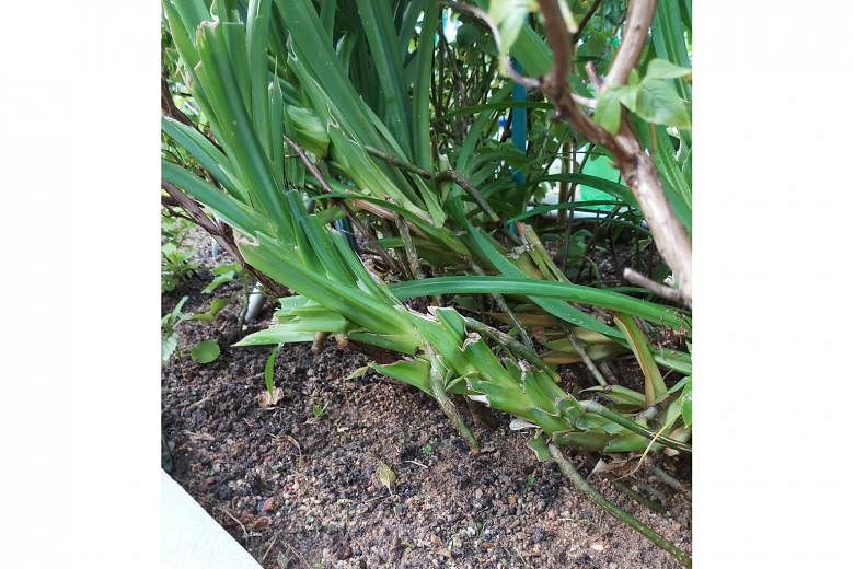 New growth in pandan plant will occur when plant is pruned correctly