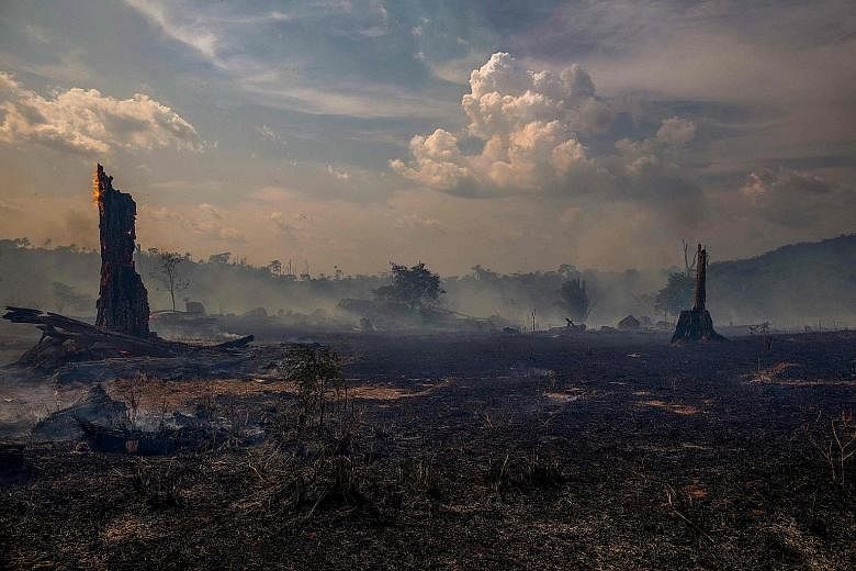 A burnt area of forest in Altamira, Brazil's Para state. Raging wildfires in the country's Amazon areas, seen as the world's lungs, have resulted in global concern and international leaders pressuring Brazil's President Jair Bolsonaro to tackle the p