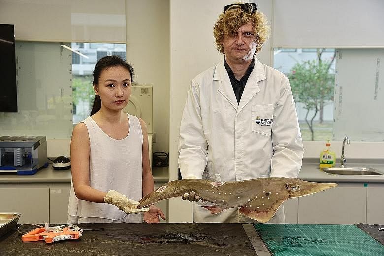 Ms Sue Ye of Marine Stewards and Dr Neil Hutchinson from the local campus of James Cook University with a shovelnose ray. The marine creature and 17 other species were added to Appendix II of the Convention on International Trade in Endangered Specie