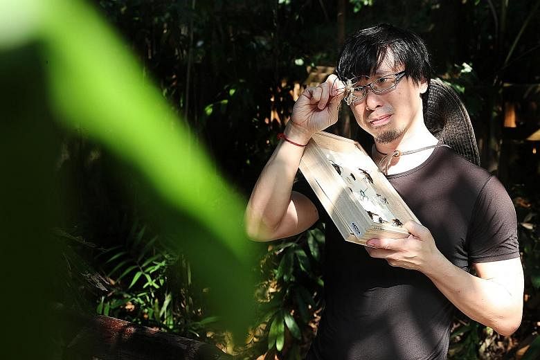 Entomologist Ang Yuchen says fewer than 10 specimens of the Eosmallota singularis have been found worldwide. The Eosmallota singularis was rediscovered in 2017 during a survey at the Bukit Timah Nature Reserve. 