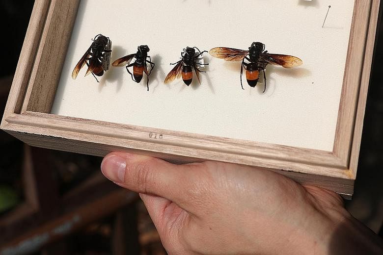 The wasp-mimic Milesia vespoides (second from left), with other wasps.