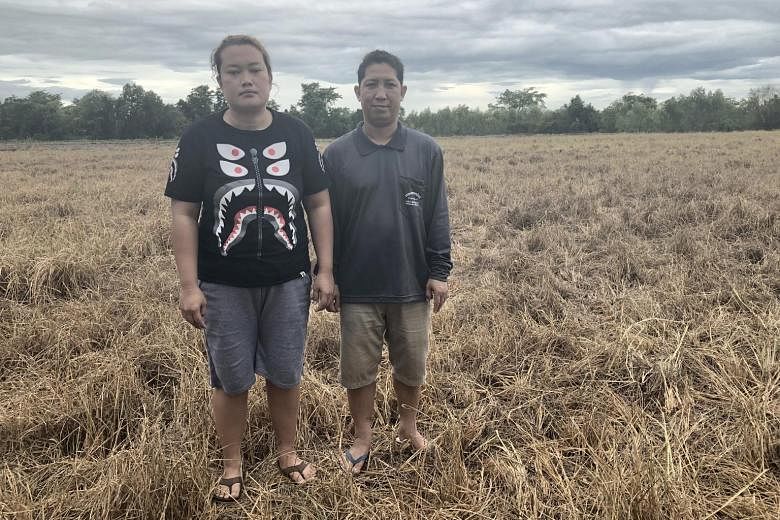 Rice farmer Arkom Pimsang and his wife Nattiya Phayrahan on their padi field. Mr Arkom has seen 2.4ha of his crop wither and another 8ha growing at a much slower rate.
