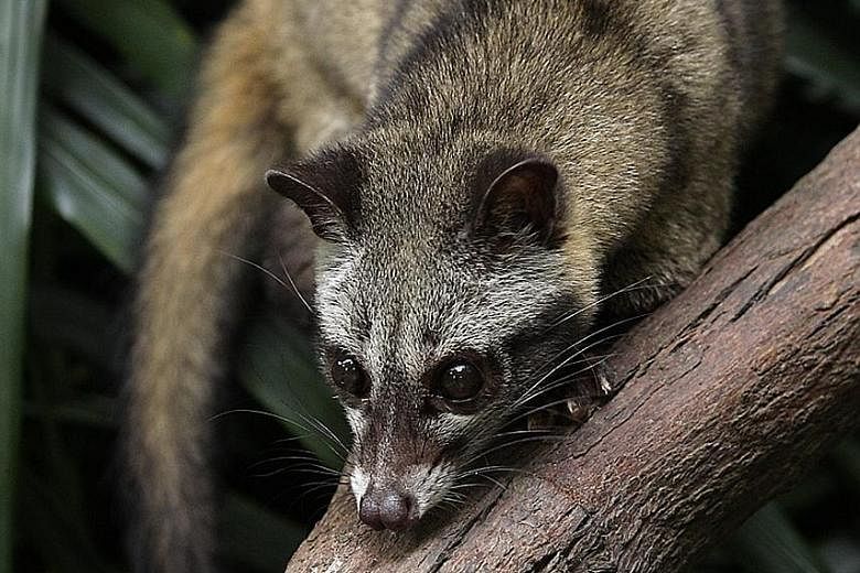 The white-rumped shama was deemed extinct here during the 1970s. But recent observations suggest the bird is back, sparking speculation that those in the wild may have been smuggled in but released. Common palm civets, with their endearing appearance