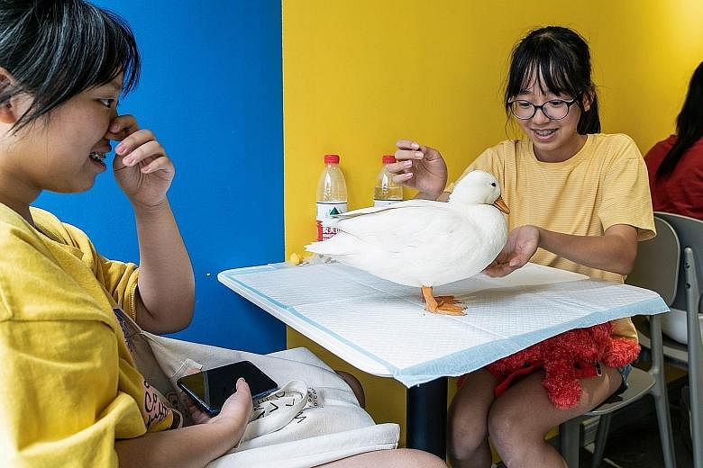 For 78 yuan (S$15), customers can spend up to 90 minutes with the four ducks at Hey! We Go cafe in Chengdu, Sichuan province. They can also play with the two new arrivals - miniature "teacup pigs".