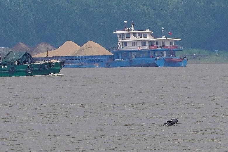 A porpoise in the Yangtze river, near Nanjing. China counted 1,012 Yangtze finless porpoises in 2017, down from 2,500 in 1991, and the numbers are falling by about 10 per cent a year.