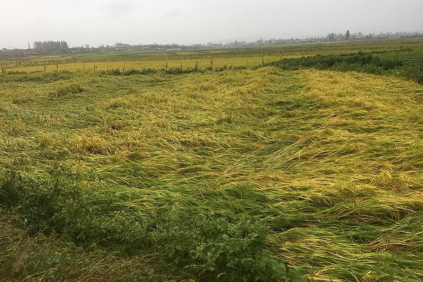 Recovery work in Pyoksong county after it was hit by Typhoon Lingling. On Tuesday, reports emerged in the state-run Rodong Sinmun that the damage was "smaller than expected" and recovery work was proceeding at "rapid speed". Fallen crops in Pyoksong 