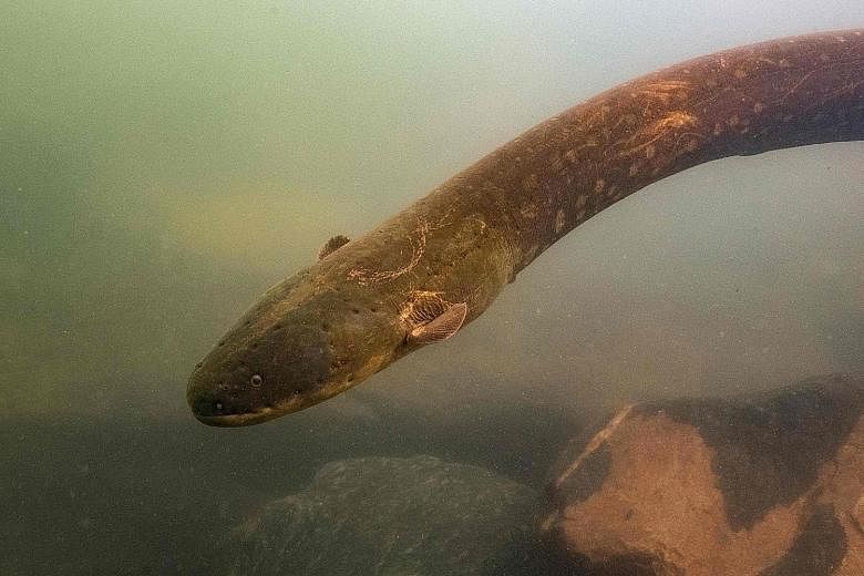 One of the newly found species, the Electrophorus voltai, can deliver 860 volts of electricity, much more than the 650 volts previously recorded from electric eels. PHOTO: AGENCE FRANCE-PRESSE