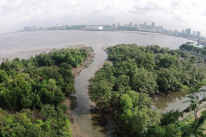 The Mandai Mangrove and Mudflat. The idea of nature-based climate solutions is gaining traction among governments, non-governmental organisations and businesses. PHOTO: NATIONAL PARKS BOARD