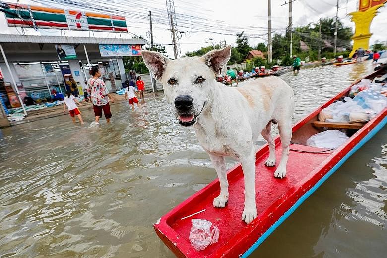 Left: A dog on a boat in a flooded street in Ubon Ratchathani. The crisis in the Thai province is the worst in 17 years, says the Office of the National Water Resources. Above: An aerial view of a flooded area in Ubon Ratchathani in Thailand last Sat