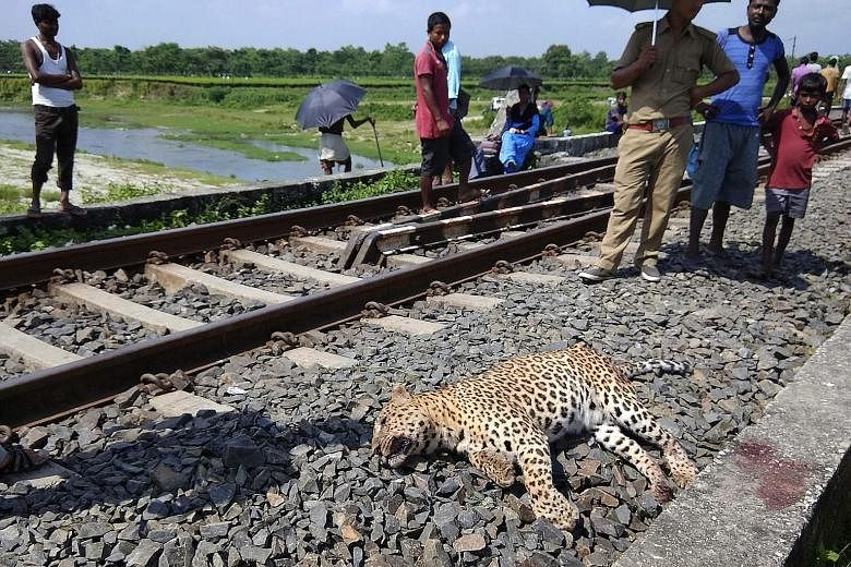 An Aug 9, 2018, photo showing a leopard which was killed by a speeding train in Hatigisha village, some 25km from Siliguri, in West Bengal. Leopards prefer habitats that are often found outside protected forests that host India's tiger population.