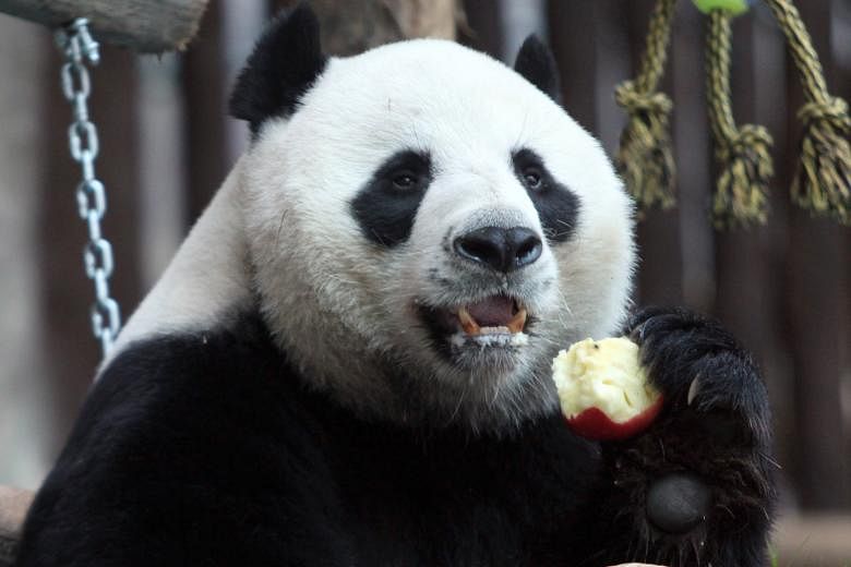 Chinese giant male panda Chuang Chuang on his 10th birthday at Chiang Mai Zoo in northern Thailand. The panda, who died aged 19 on Monday, had been on loan from China since 2003 as part of Beijing's "panda diplomacy".