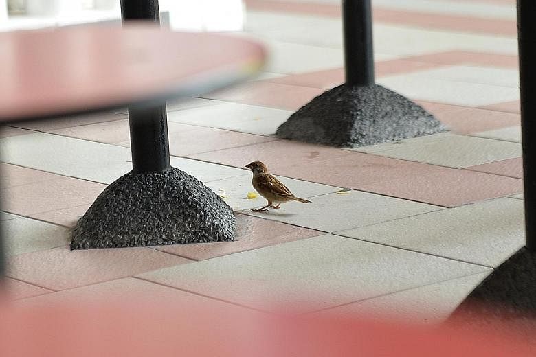 Left: A giant net encloses the Chinatown Complex Food Centre and keeps birds out - and diners and cleaning staff happy. Above: Small birds like this sparrow do sometimes manage to squeeze in, although they often have trouble getting out, says a hawke
