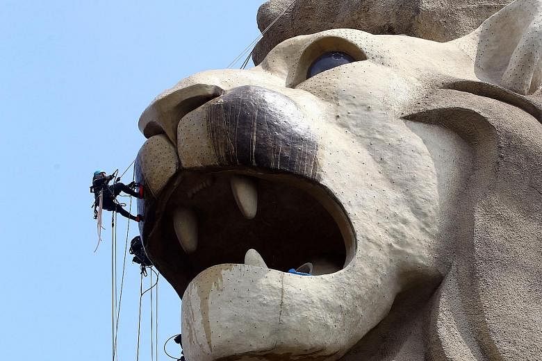The Sentosa Merlion lit up during a Merlion Magic Lights show in 2017. Built in 1995, the $8 million statue, with a height of 37m, is the tallest Merlion in Singapore. PHOTO: SENTOSA The Sentosa Merlion being cleaned with hot water by an abseiling cr
