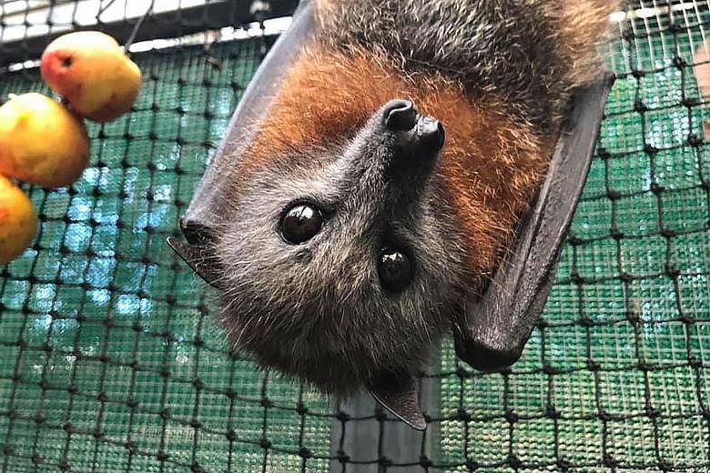 A fruit bat rescued by Bats Queensland amid an extended drought in Australia. PHOTO: AGENCE FRANCE-PRESSE