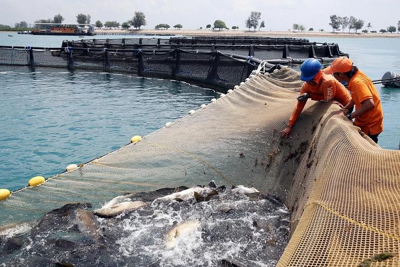 The 123 fish farms in Singapore produced about 4,600 tonnes of fish last year, accounting for about 9 per cent of local fish consumption. With ocean warming affecting fish stocks globally, aquaculture has become a necessity. ST FILE PHOTO: