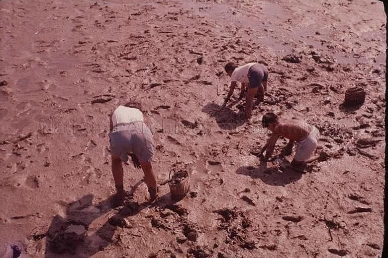 Men digging for shellfish, including cockles, at Sungei Punggol during the 1950s. Shellfish was a key ingredient for laksa and the slaked lime paste used in betel quids. 