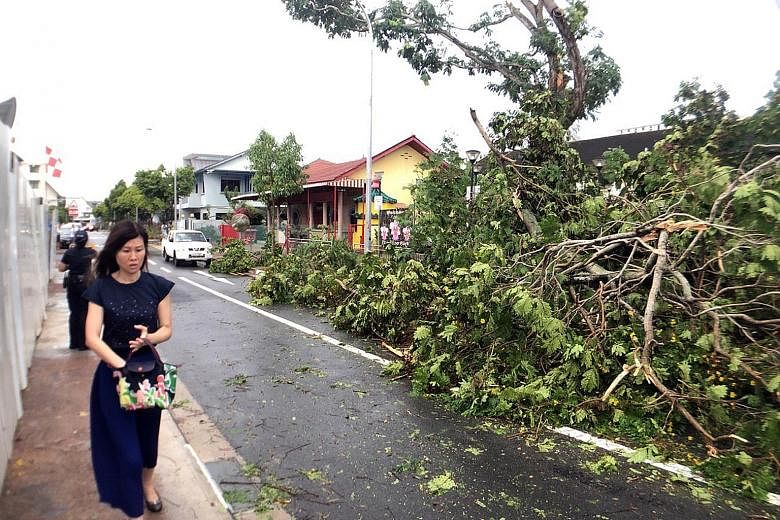 Thundery showers took down this tree at Thomson Park in Jalan Keli off Upper Thomson Road yesterday afternoon, obstructing part of the road. Showers are expected over Singapore in the next few days, the weatherman said yesterday, bringing some respit