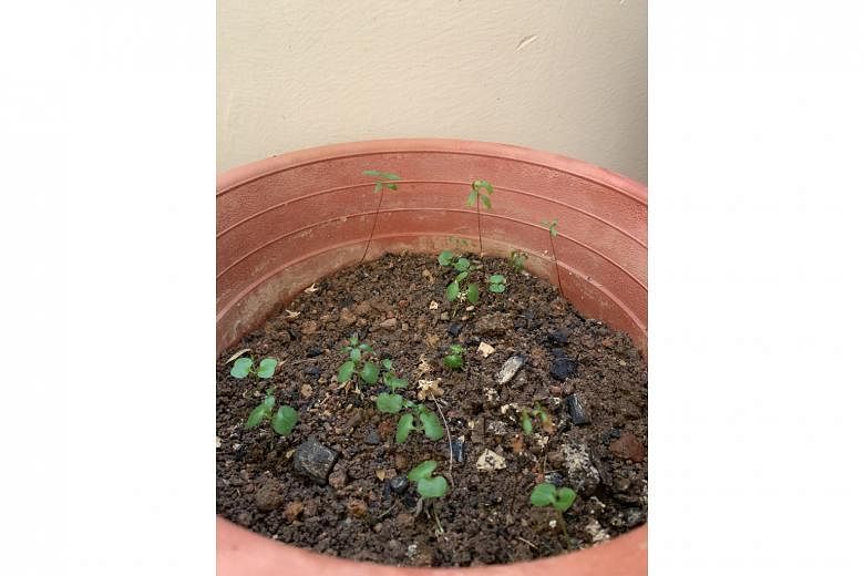 Pomegranate seedlings need direct sunlight to thrive.