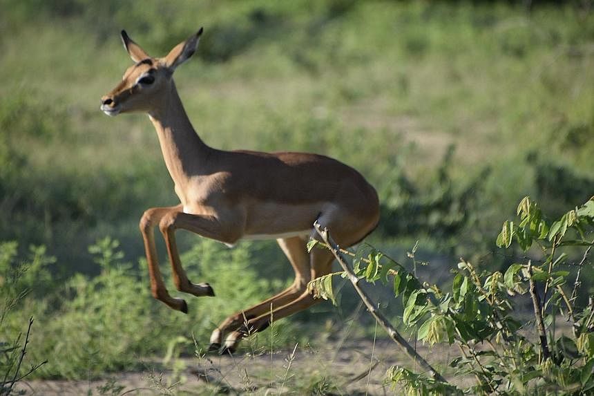A pronking impala as it is chased by a painted wolf.