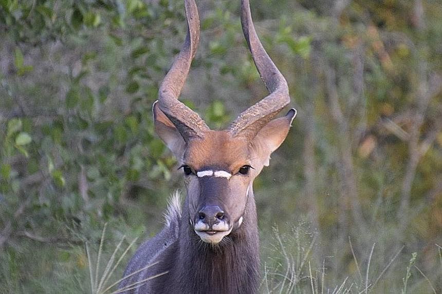 Though numerous in Kruger, South Africa, the spiral-horned nyala is not easily spotted as it avoids open spaces.