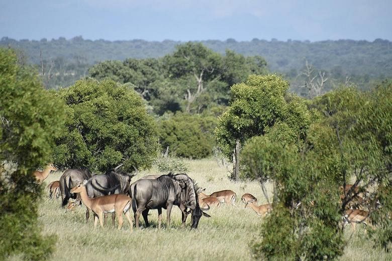 Herds of impala and wildebeest often graze together for safety.
