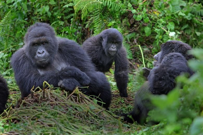 Mountain gorillas.