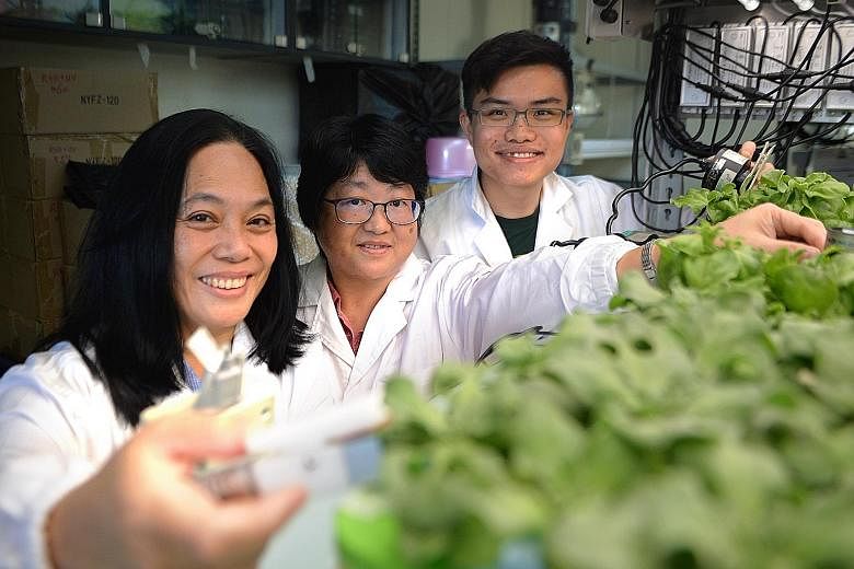The National Institute of Education's (from left) Associate Professor He Jie, 59, research fellow Qin Lin and student Dominic Koh with the common ice plant, which they experimented with to see if it could grow under purely artificial LED light and in