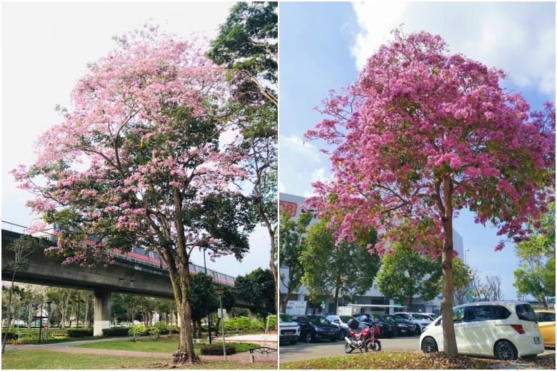 Trumpet trees, Singapore's sakura, flowering out of season in October