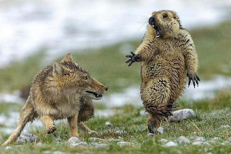 This tense moment between predator and prey, captured by Mr Bao Yongqing, won the Chinese photographer the Wildlife Photographer of the Year award at the Natural History Museum in London on Tuesday. The image, which has since gone viral, was aptly ti