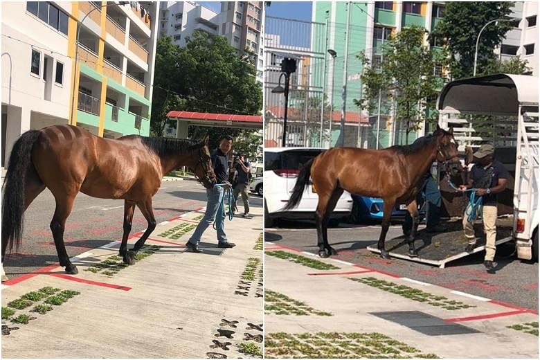 Horses at Yishun housing estate jockey for attention | The Straits Times