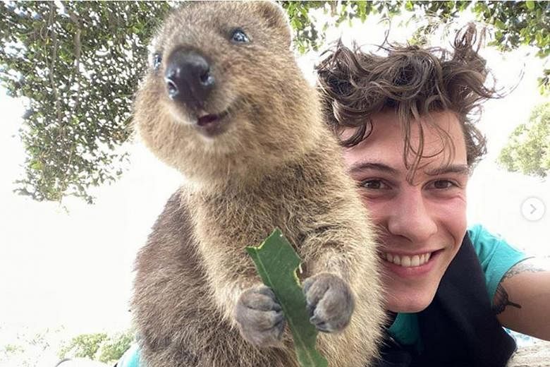 IN LOVE WITH A QUOKKA: Recent rumours of a break-up between Canadian singer-songwriter Shawn Mendes and his girlfriend, fellow singer Camila Cabello (right), have not dampened Mendes' mood for a little fun. On Sunday, the 21-year-old took a selfie (l
