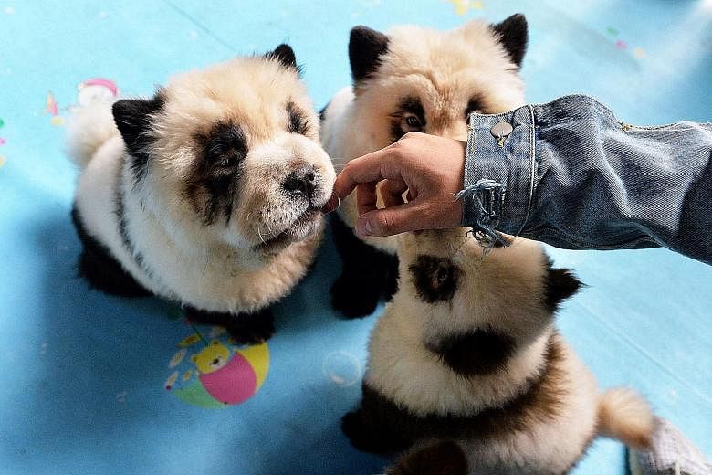 A pet cafe in Sichuan has ignited controversy over its Chow Chow dogs dyed to resemble pandas. The cafe owner says the dye is imported from Japan and will not harm the dogs but neitzens beg to differ.