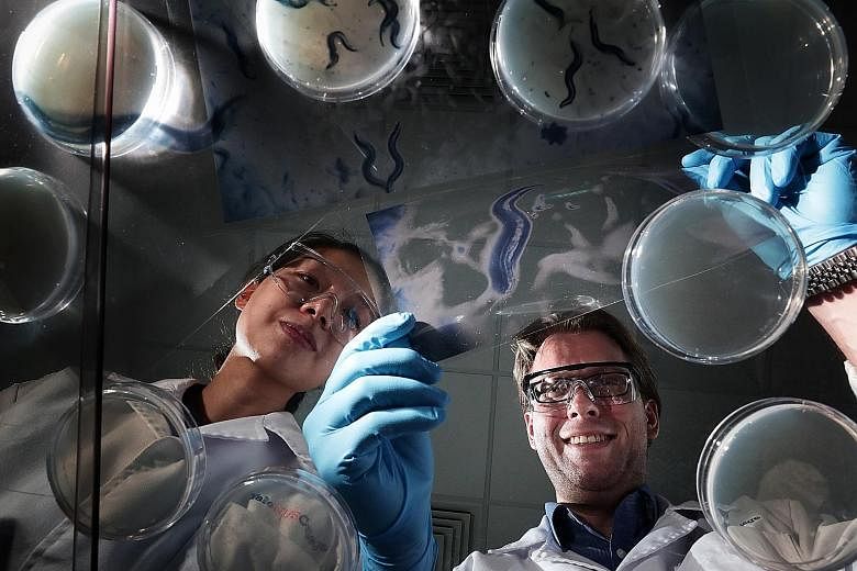 Yale-NUS College's Assistant Professor Jan Gruber and research fellow Emelyne Teo with a magnified image of the tiny worm called Caenorhabditis elegans. The researchers worked with the worms, which share many similarities with humans at the molecular