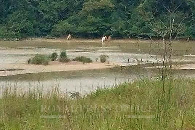 A picture on the Johor Sultan's Facebook page showing what appeared to be two white tigers by a river bank. PHOTO: SULTAN IBRAHIM SULTAN ISKANDAR/ FACEBOOK