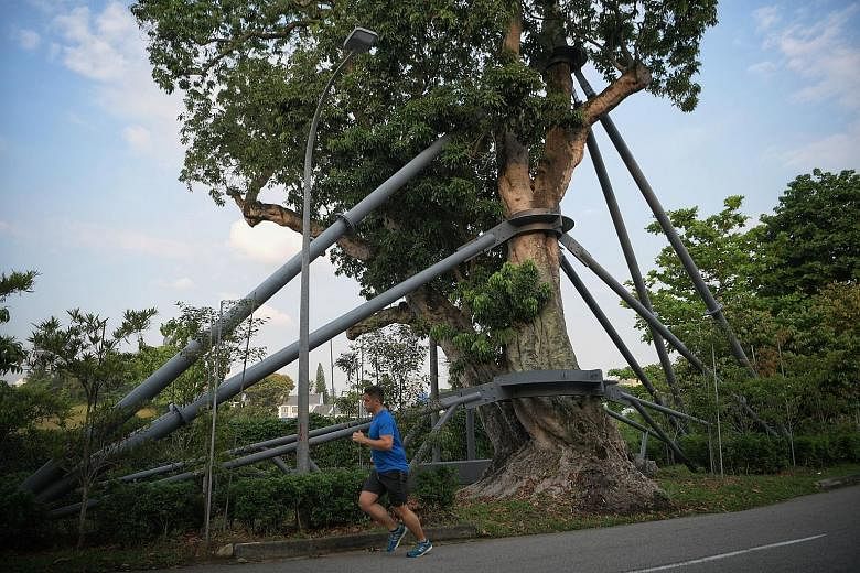 The lychee tree in Mount Rosie has been propped up by a galvanised steel structure since 2017 to help it weather the elements. ST PHOTO: MARK CHEONG