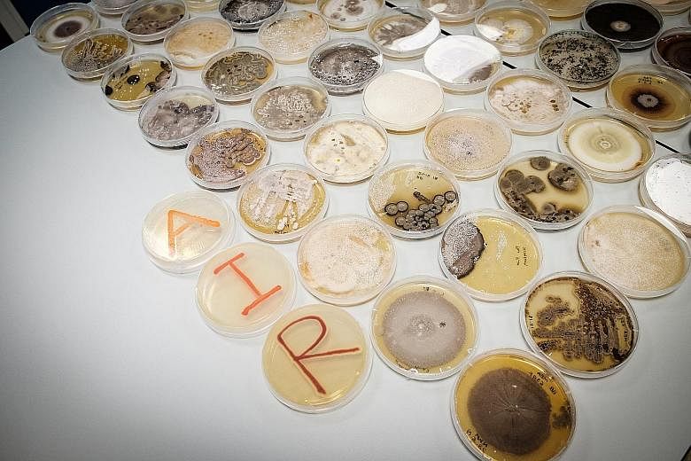 Three species of bacteria were used to form the word "air", while the other petri dishes contain fungi grown from the air samples collected by the research team.