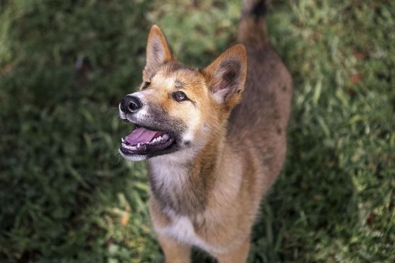 Lost pup in Australian backyard turns out to be rare purebred dingo | The  Straits Times